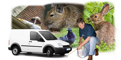 Harold Wood local van